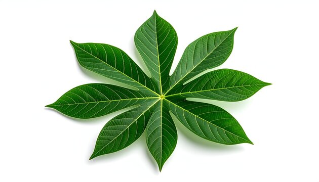 Vibrant green cassava leaf with seven lobes isolated on white background macro shot