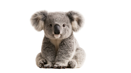 Fluffy grey koala bear sitting and looking forward with large ears and black nose © Otillie