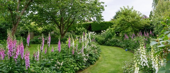 Obraz premium Lush private garden in summer with blooming foxgloves lining a curved lawn pathway surrounded by trees and hedges