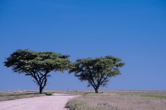 Savannah landscape of Etosha National Park showcasing sparse vegetation and dry soil under an expansive sky in northern Namibia.