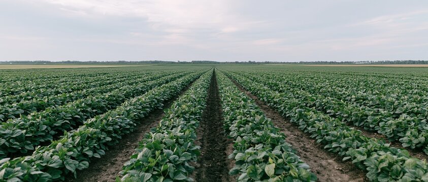 Rows of soybean plants stretching toward the horizon in a vast open field