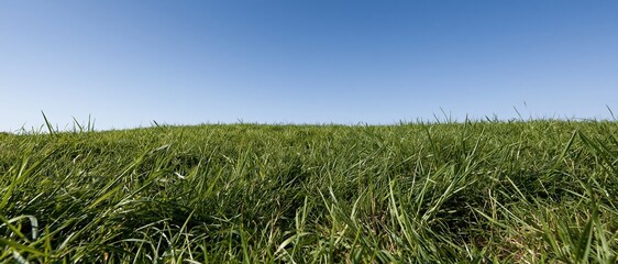 Obraz premium Low-angle view of dense green grass in a flat field under clear blue sky