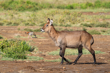 male Waterbuck, Kobus ellipsiprymnus, large antelope in East Africa. Nice African animal in the nature habitat. Wildlife scene from nature © vaclav