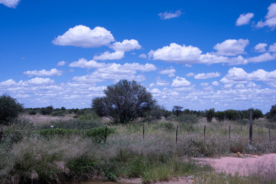 Savannah landscape of Etosha National Park showcasing sparse vegetation and dry soil under an expansive sky in northern Namibia.