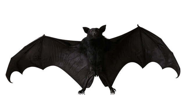 Large black flying fox bat with wide spread wings