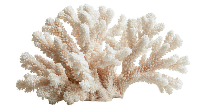 Intricate white branching staghorn coral skeleton with textured porous surface