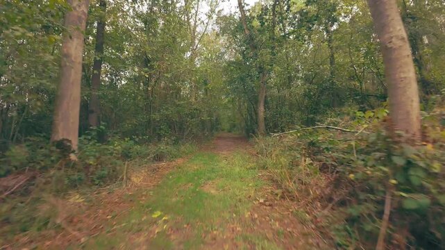 Path winds through dense, green woodland. Leaves blanket the trail, rustling softly. Trees rise tall, filtering soft, diffused light. Forest feels quiet, calm, and secluded