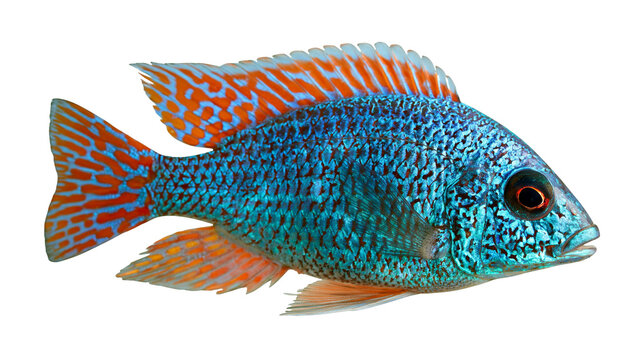 Vibrant blue and orange speckled peacock cichlid fish with intricate scale pattern