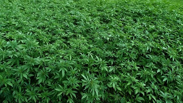 Green cannabis plants growing in a large outdoor field