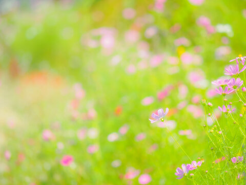 ピンクの花。爽やかな緑の背景。歩道沿いのカラフルな花畑。秋の公園や花壇を彩るコスモスのある風景。自然風景素材。