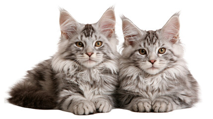 Two fluffy silver tabby Maine Coon kittens sitting together © Isadora