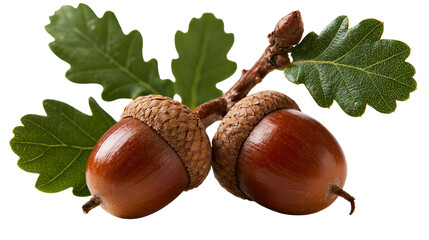 Two brown acorns with textured caps attached to a green oak twig with leaves © Isadora
