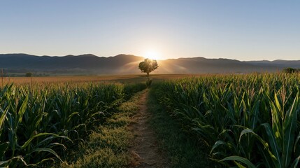 Obraz premium The Lone Tree Standing Amid a Golden Sunset Over the Cornfield Path