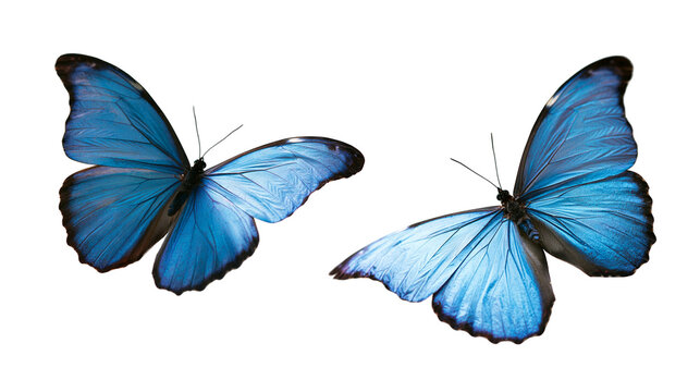 Two vibrant blue Morpho butterflies with open wings