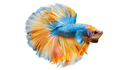 Vibrant blue and yellow halfmoon betta fish with flowing fins