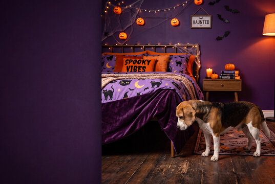Beagle dog in a purple halloween bedroom with pumpkins and string lights for spooky seasonal background or interior design