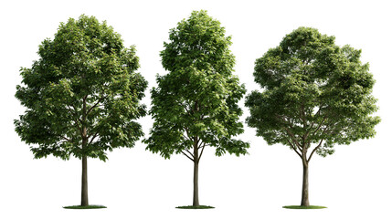 Three lush green deciduous trees with dense foliage and textured brown trunks © Isadora