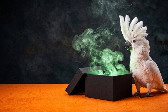 White cockatoo standing next to an open box with green smoke for surreal magic background and poster design