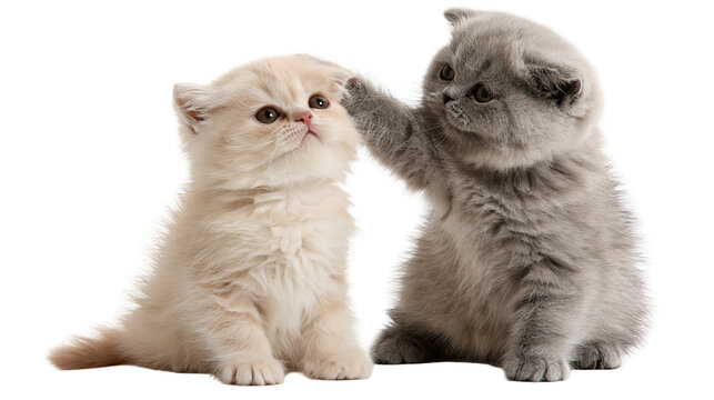 Fluffy cream and grey Scottish Fold kittens playing together