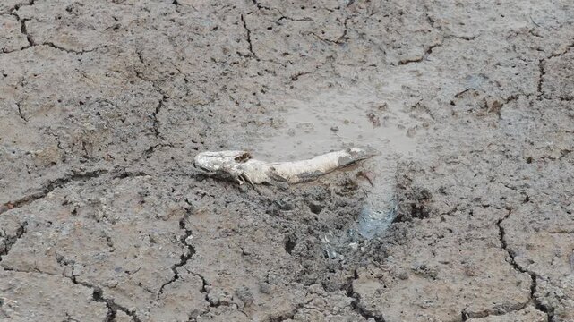 Fish carcasses on the mud.