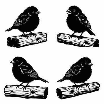 Detailed vector illustration of a young baby house finch fledgling perched on a branch, featuring soft downy feathers and realistic avian features for nature and wildlife themes.