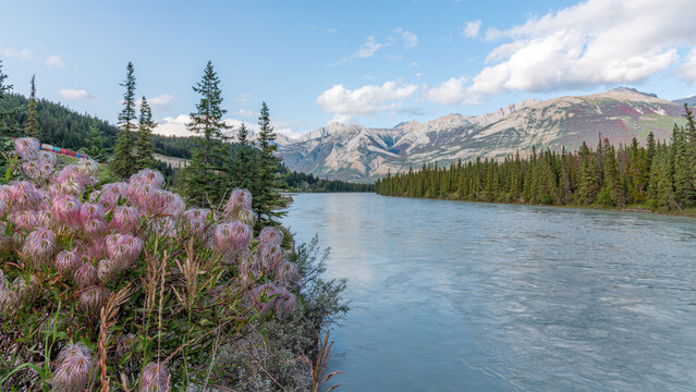 Wildflowers along a calm river with mountains and evergreen forest, near Jasper, Alberta, Canada