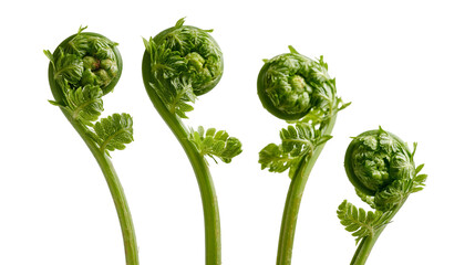 Fresh green fiddlehead fern shoots with curled fronds © Lyra