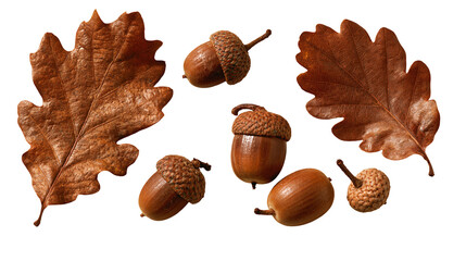 Dried brown oak leaves and various acorns with textured caps © Lyra