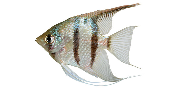 Silver angelfish with dark vertical stripes and translucent fins