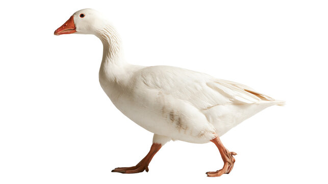 White domestic goose walking with orange beak and webbed feet