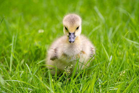 Fluffy yellow gosling standing in green grass in spring