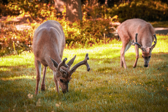 Two deer grazing on a lawn near the Parliament Buildings in warm evening light, Victoria, BC, Canada