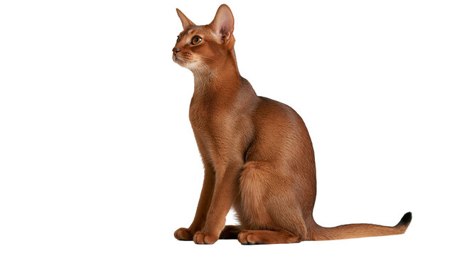 Abyssinian cat with ruddy ticked coat sitting and looking up