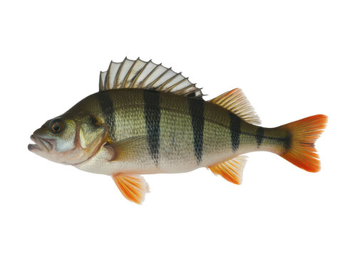 Fresh perch fish swimming in clear water with natural light isolated on transparent background