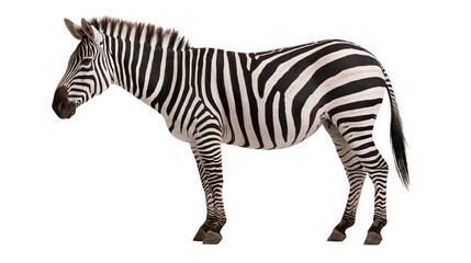 Obraz premium Full body side view of a standing plains zebra with black and white stripes
