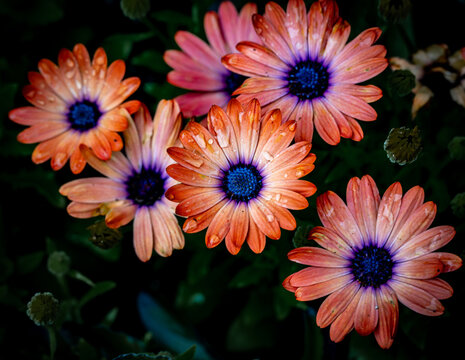 Cluster of orange and pink daisies in bloom at Butchart Gardens near Victoria, BC, Canada
