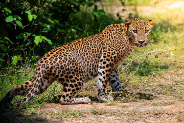 Leopard Stalking in the Wild © yazirmzm