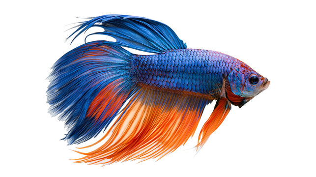 Vibrant blue and orange Betta fish with long flowing fins
