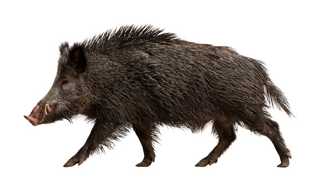 Large adult wild boar with dark coarse fur and sharp tusks walking sideways