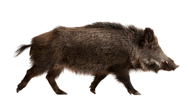 Large wild boar with coarse dark brown fur and sharp tusks walking sideways