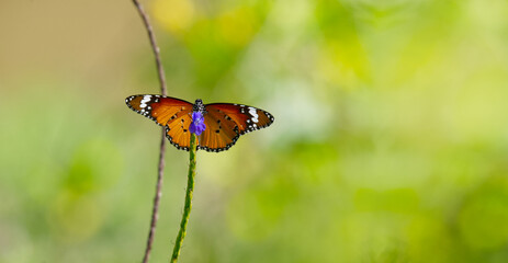 Plain Tiger (Danaus chrysippus) butterfly nectaring and feeding on nectar with wings open, macro closeup in tranquil nature with soft bokeh green background and copy space © Hong.W.Jean