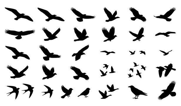 Flying Bird Silhouette Vector Set for Architectural Landscape and Exterior Elevation