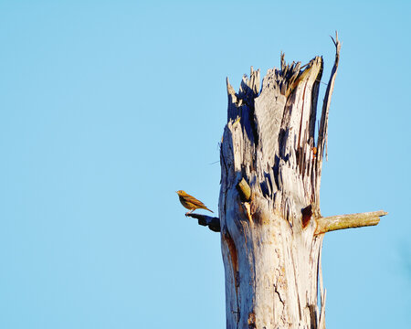 Small songbird perched on the jagged remains of a dead tree trunk under a clear sky