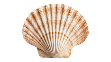 Fan shaped scallop seashell with brown radial stripes and textured ridges © Alaric
