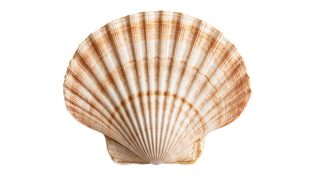 Fan shaped scallop seashell with brown radial stripes and textured ridges