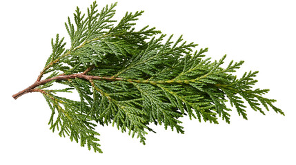 Fresh green cedar branch with flat needle foliage and brown woody stem © Alaric