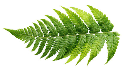 Vibrant green fern leaf with detailed pinnate structure and serrated edges © Alaric