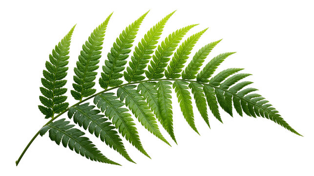 Fresh vibrant green fern leaf with detailed pinnate structure