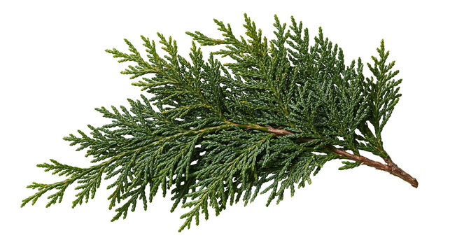 Fresh green cedar branch with dense needle foliage