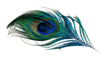 Iridescent peacock feather with vibrant blue and green eye pattern © Alaric